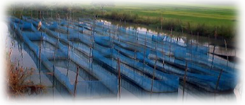 Example content image